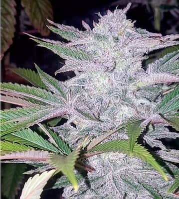 Critical Cherry > Tramuntana Seeds | Feminisierte Hanfsamen  |  Indica